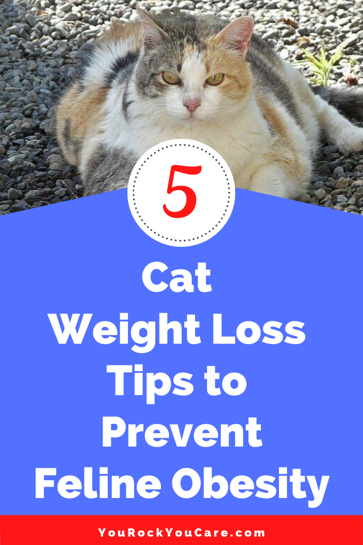 Overweight Cat? 5 Cat Weight Loss Tips to Prevent Feline Obesity